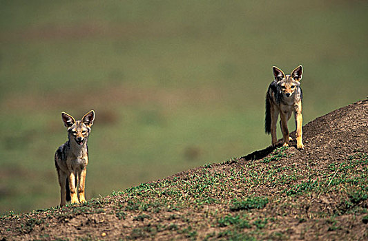 肯尼亚,马塞马拉野生动物保护区,幼仔,黑背胡狼,黑背豺