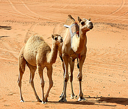 骆驼,农场,沙漠,阿布扎比,阿联酋,中东