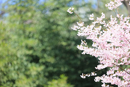 春天,樱花