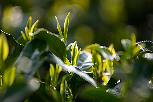 杭州西湖龙井春茶芽逆光