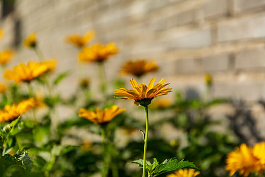 格桑花