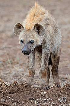 斑鬣狗,笑,鬣狗,幼兽,雄性,站立,干燥,地面,克鲁格国家公园,南非,非洲
