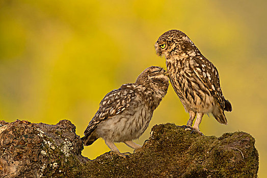 两个,小猫头鹰,小鴞,成年,小动物,莱茵兰普法尔茨州,德国,欧洲