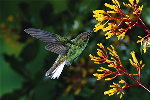 蜂鸟,进食,授粉,花,蒙特维多云雾森林自然保护区,哥斯达黎加