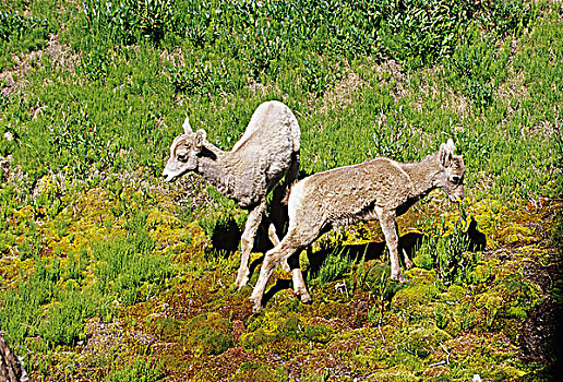 大角羊,卡纳纳斯基斯,省立公园,艾伯塔省,加拿大