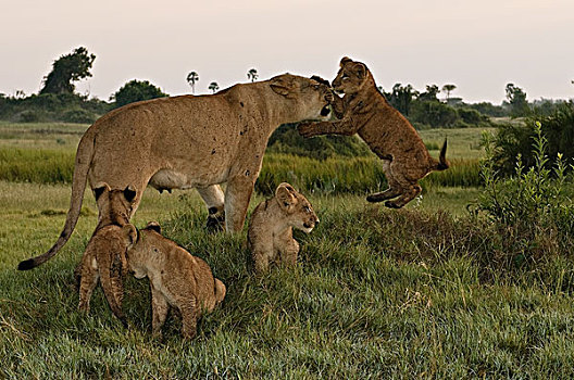 非洲狮,狮子,女性,博茨瓦纳
