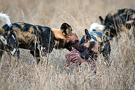 非洲野狗,非洲野犬属,一对,喂食,禁猎区,南非