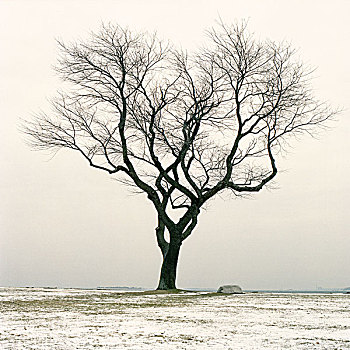 秃树,雪中