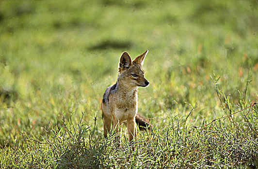 黑背狐狼,黑背豺,马赛马拉,公园,肯尼亚
