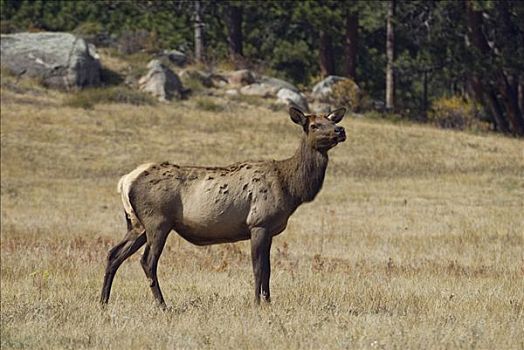 雌性,麋鹿,鹿属,鹿,站立,地点,落基山国家公园,科罗拉多,美国