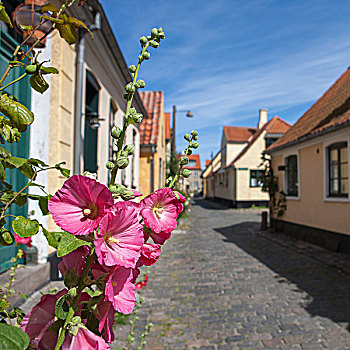 粉色,蜀葵,花,老城,丹麦