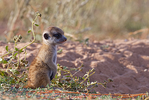猫鼬,细尾獴属,幼兽,雄性,坐,巢穴,向外看,警惕,卡拉哈迪大羚羊国家公园,北开普,南非,非洲