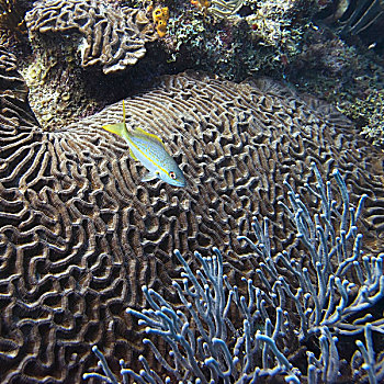 海洋生物,珊瑚礁,海湾群岛,洪都拉斯