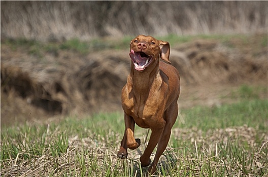 匈牙利人,维希拉猎犬,狗,草场