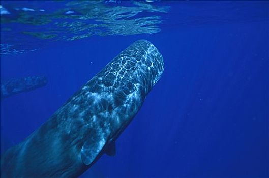 抹香鲸,成年,水下,多米尼加