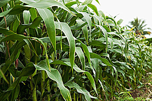 玉米田,哥伦比亚