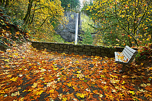秋色,瀑布,公园长椅,哥伦比亚河峡谷国家风景区,俄勒冈,美国
