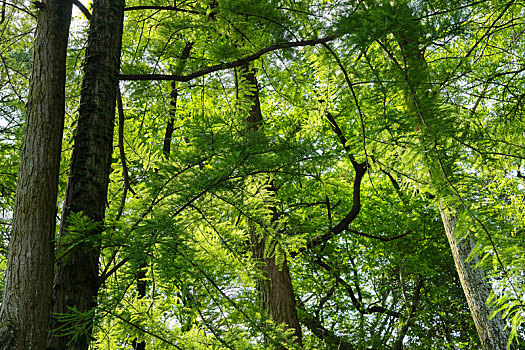 绿色森林阳光树林风景