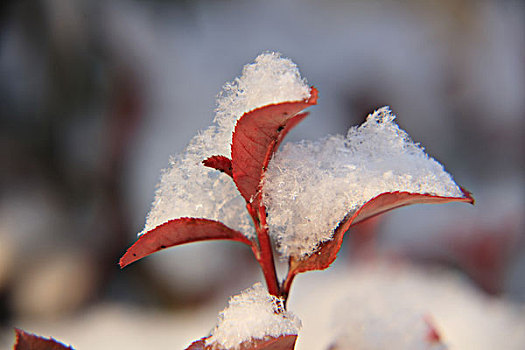 红叶,雪景,冬雪