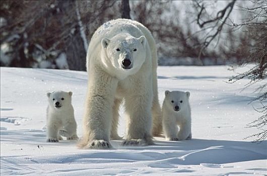 北极熊,肖像,母兽,三个,老,幼兽,瓦普斯克国家公园,加拿大