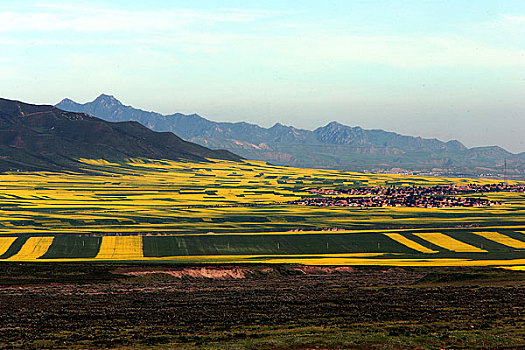 甘肃张液山丹军马场夏季的风景