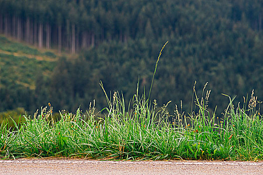 草,边缘,道路,树林,模糊背景