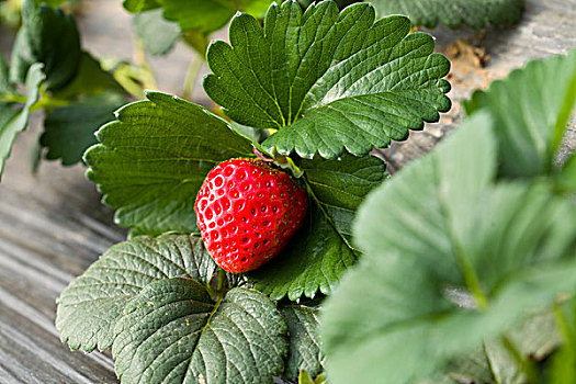水果草莓大棚