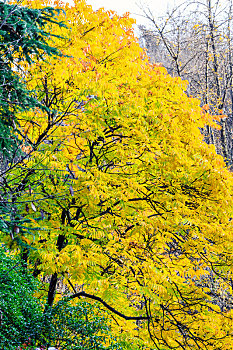 秋天黄色枝叶,拍摄于南京市清凉山公园