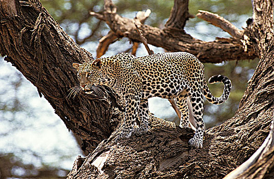 豹,树上,纳库鲁,公园,肯尼亚