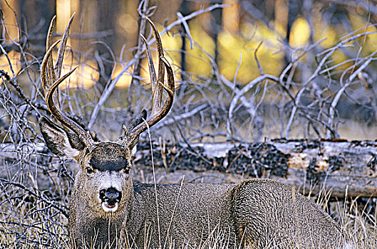 长耳鹿,公鹿,碧玉国家公园,艾伯塔省,加拿大