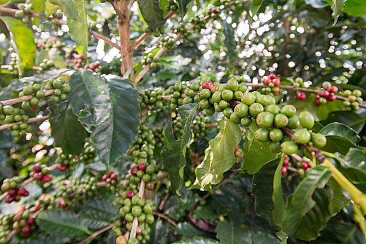 泰国,清莱,咖啡种植园