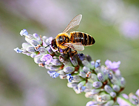蜜蜂,熏衣草