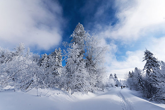 雪色世界