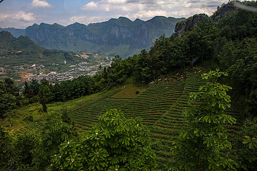 茶园,山区,土地,湖北,神农架,大山,种植,经济作物,农村,茶农