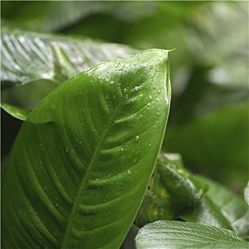 叶子,植物