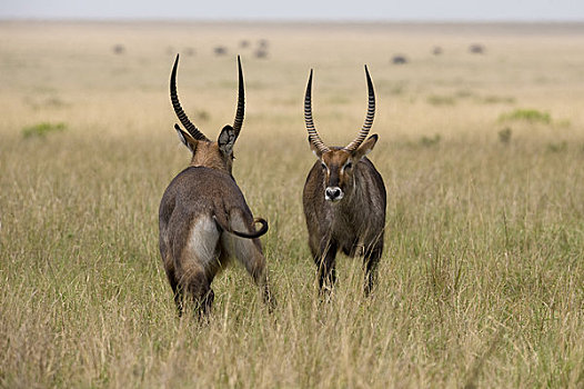 雄性,水羚,打闹,马赛马拉,肯尼亚