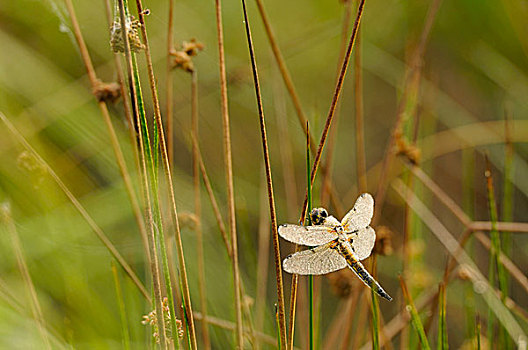 四斑猎蜻,遮盖,露珠,北莱茵威斯特伐利亚,德国,欧洲