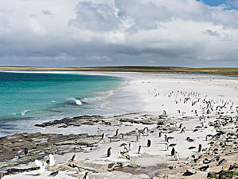 巴布亚企鹅,福克兰群岛,群,宽,沙滩,大幅,尺寸