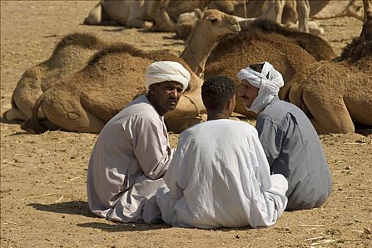 三个男人,骆驼,市场,书写,坐,地面,正面,埃及,非洲