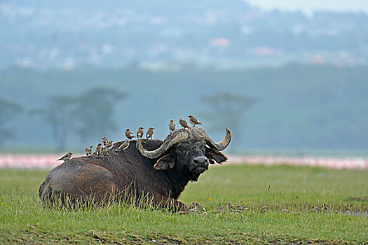 非洲水牛,南非水牛,牛椋鸟,黄嘴娟,背影,纳库鲁湖国家公园,肯尼亚,非洲