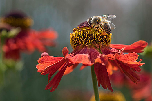 蜜蜂,意大利蜂,花蜜,寻找,巴登符腾堡,德国,欧洲