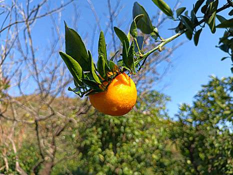 橘子,柚子,柚子园