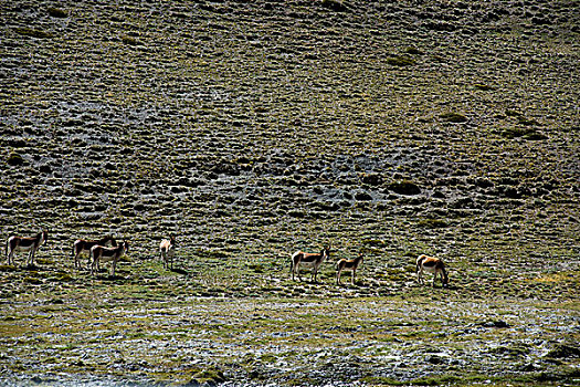西藏阿里地区野驴群