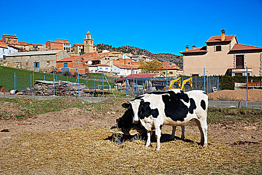 乡村,母牛,放牧,阿巴拉钦酒店,特鲁埃尔,西班牙