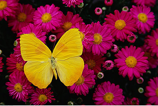 黄色,蝴蝶,花