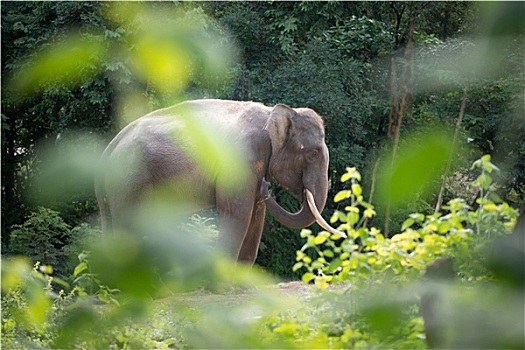 大象,树林