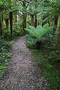 新西兰,南岛,卡胡朗吉国家公园,拱形,大幅,尺寸