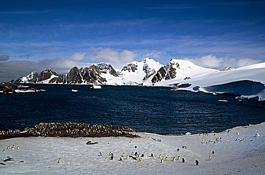 南极,南,岛屿,阿德利企鹅,帽带企鹅
