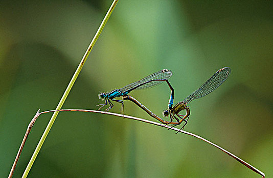 蓝尾蜻蛉,长叶异痣蟌,芦苇