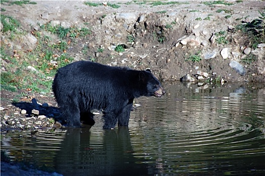美洲黑熊